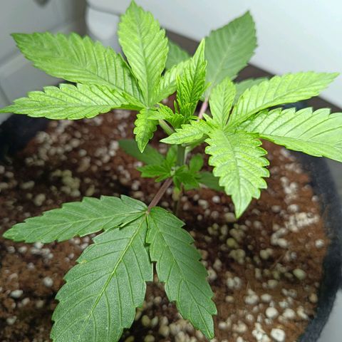 Doida growlog timeline photo