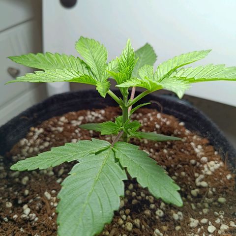 Doida growlog timeline photo