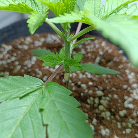 Doida growlog timeline photo