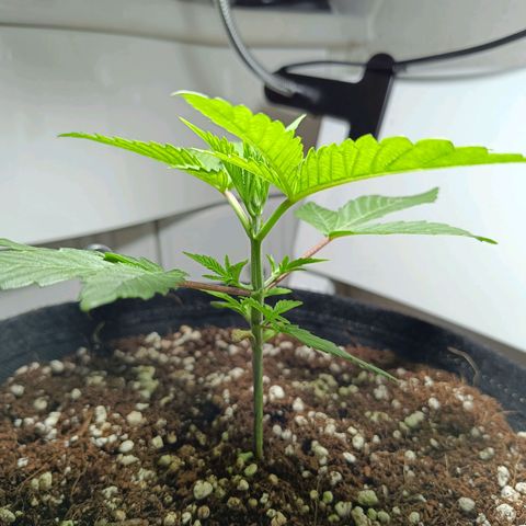 Doida growlog timeline photo