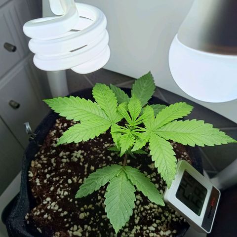 Doida growlog photo: Poda inicial dos cotilédones e do 1°par de folhas verdadeiras 