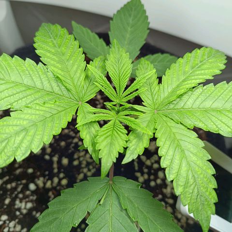 Doida growlog photo: Poda inicial dos cotilédones e do 1°par de folhas verdadeiras 