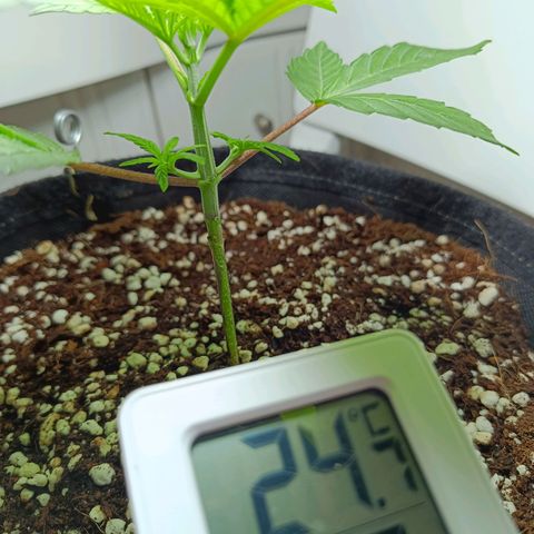 Doida growlog photo: Poda inicial dos cotilédones e do 1°par de folhas verdadeiras 