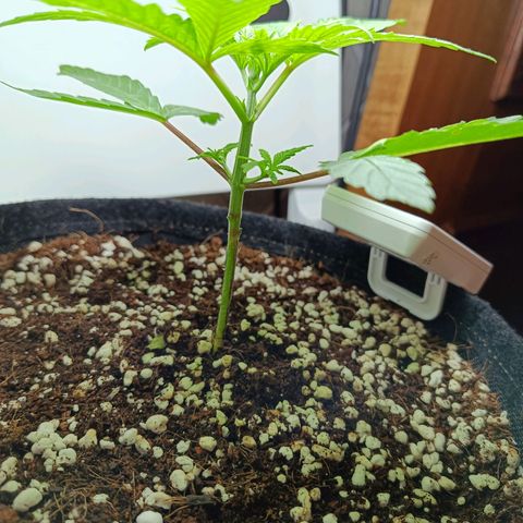 Doida growlog photo: Poda inicial dos cotilédones e do 1°par de folhas verdadeiras 