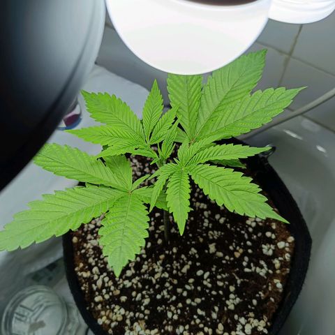 Doida growlog timeline photo
