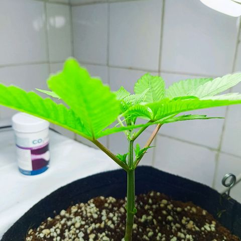 Doida growlog timeline photo