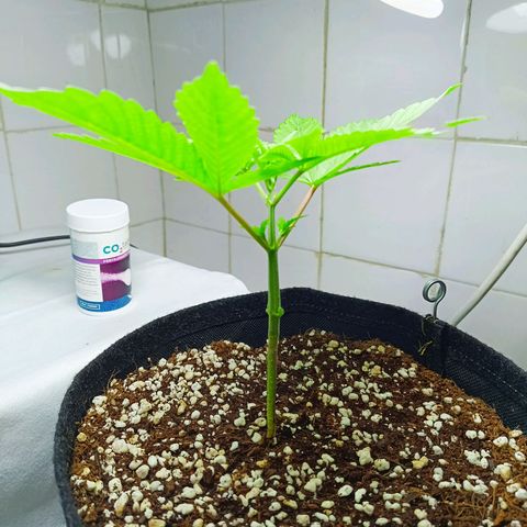 Doida growlog timeline photo