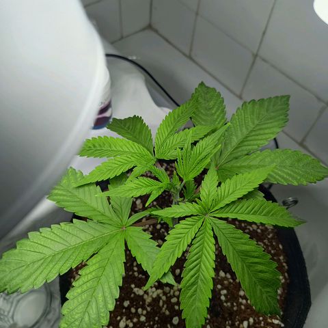 Doida growlog timeline photo