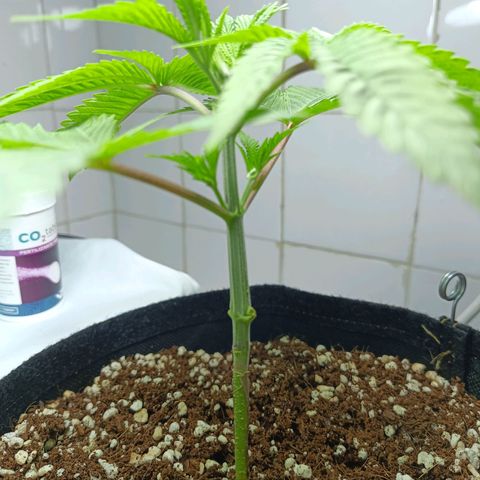 Doida growlog timeline photo