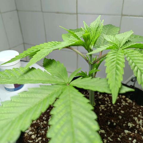 Doida growlog timeline photo