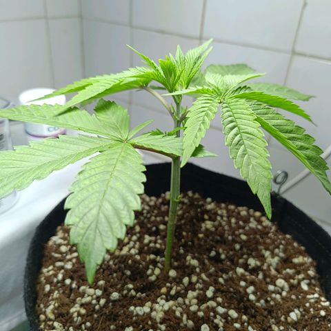 Doida growlog timeline photo