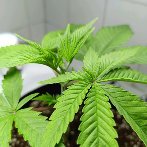 Doida growlog timeline photo