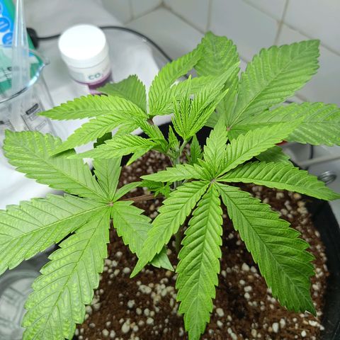 Doida growlog timeline photo