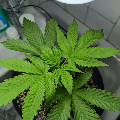 Doida growlog timeline photo
