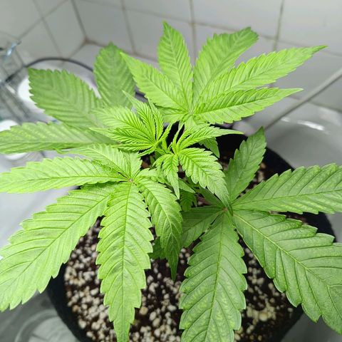 Doida growlog timeline photo