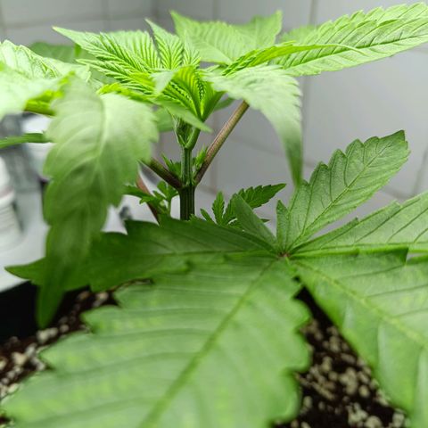 Doida growlog timeline photo