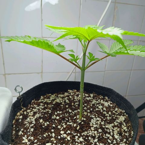 Doida growlog timeline photo