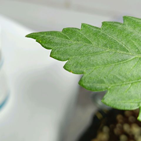 Doida growlog photo: Pequenas manchas castanhas/alaranjadas nas folhas inferiores. 1a hipótese - deficiência de cálcio. 2a hipótese - fungo 