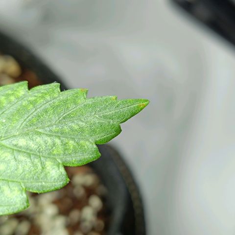 Doida growlog photo: Pequenas manchas castanhas/alaranjadas nas folhas inferiores. 1a hipótese - deficiência de cálcio. 2a hipótese - fungo 