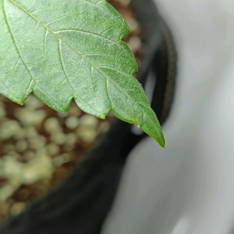 Doida growlog photo: Pequenas manchas castanhas/alaranjadas nas folhas inferiores. 1a hipótese - deficiência de cálcio. 2a hipótese - fungo 