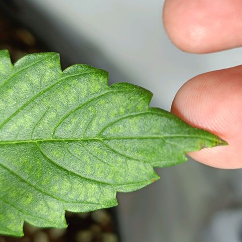 Doida growlog photo: Identificação de duas folhas para controlar o desenvolvimento da patologia