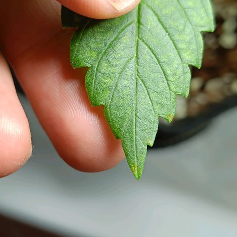 Doida growlog photo: Identificação de duas folhas para controlar o desenvolvimento da patologia