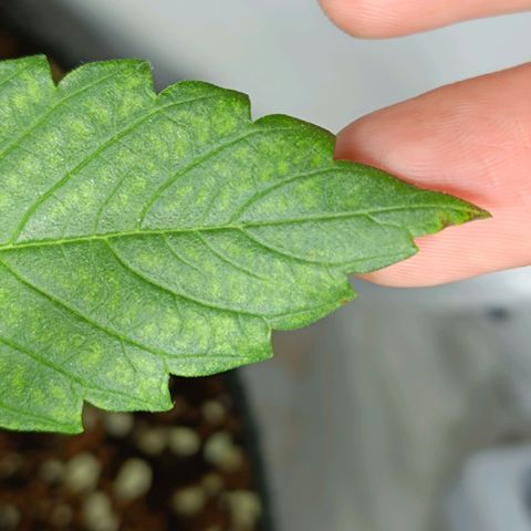 Doida growlog timeline photo