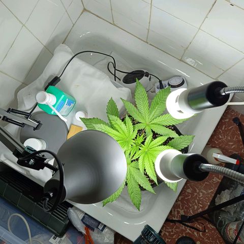 Doida growlog timeline photo
