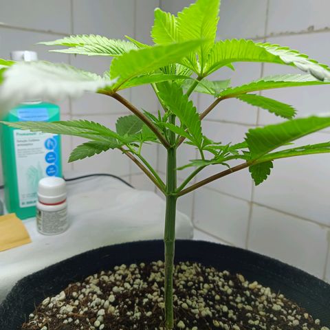 Doida growlog timeline photo