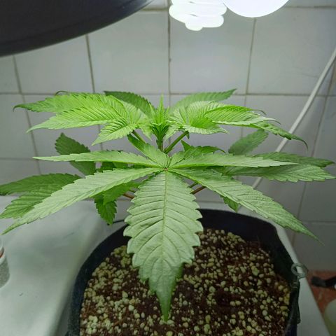 Doida growlog timeline photo