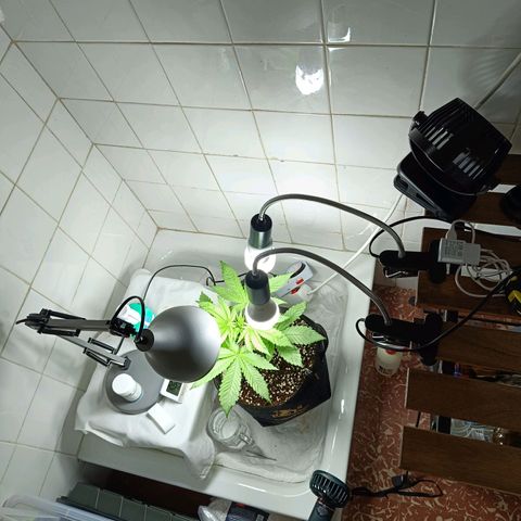 Doida growlog timeline photo