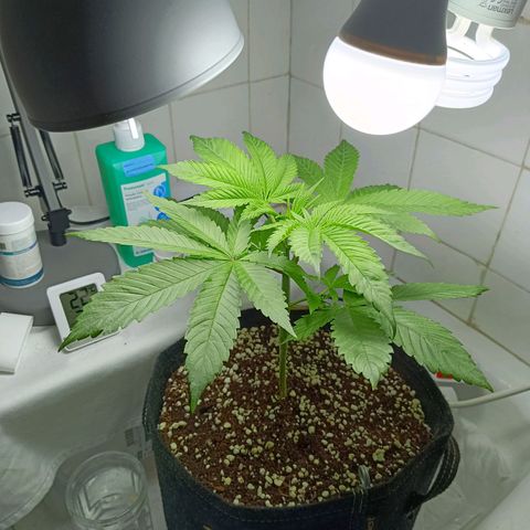 Doida growlog timeline photo