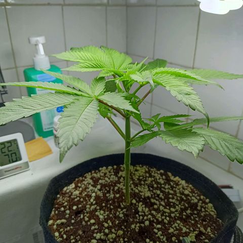 Doida growlog timeline photo