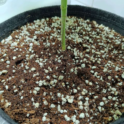 Doida growlog timeline photo