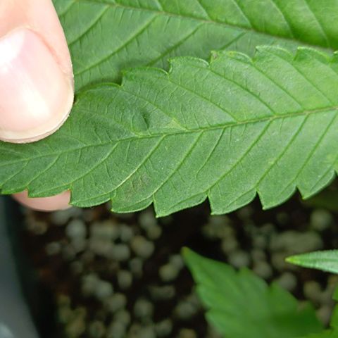 Doida growlog photo: Algumas das deficiências 