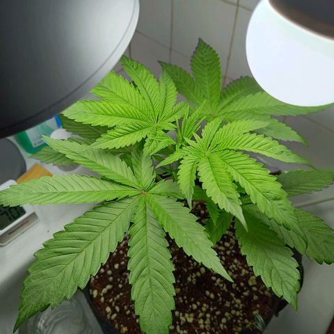 Doida growlog timeline photo