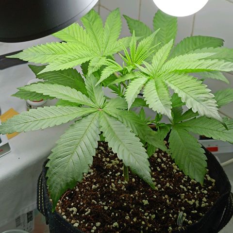 Doida growlog timeline photo
