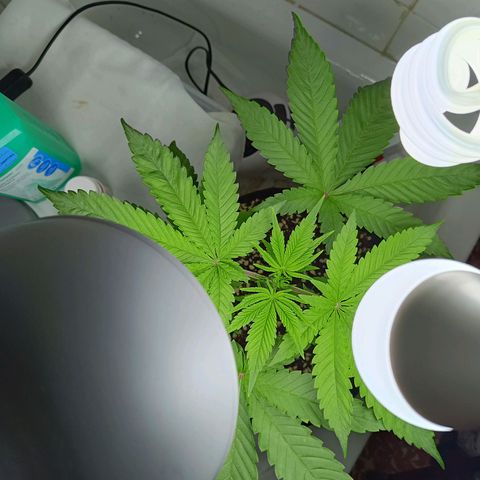 Doida growlog timeline photo
