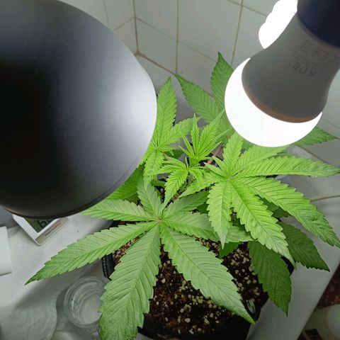Doida growlog timeline photo