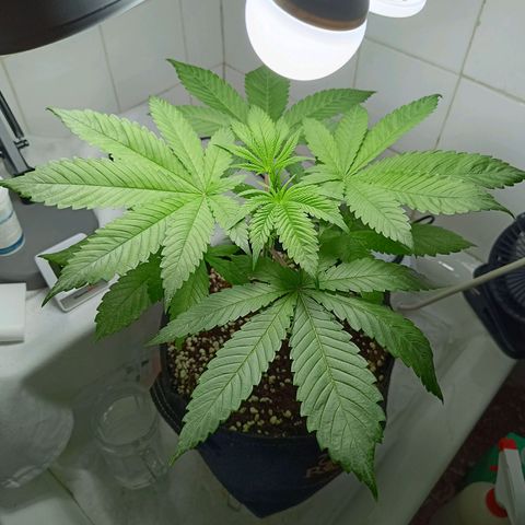Doida growlog timeline photo