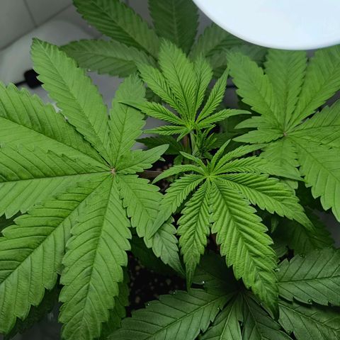 Doida growlog timeline photo