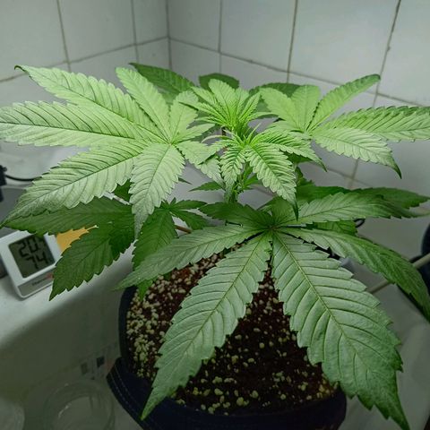 Doida growlog timeline photo