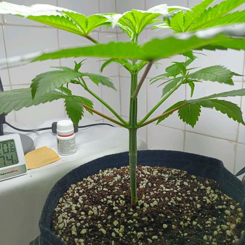 Doida growlog timeline photo