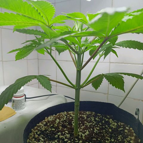 Doida growlog timeline photo