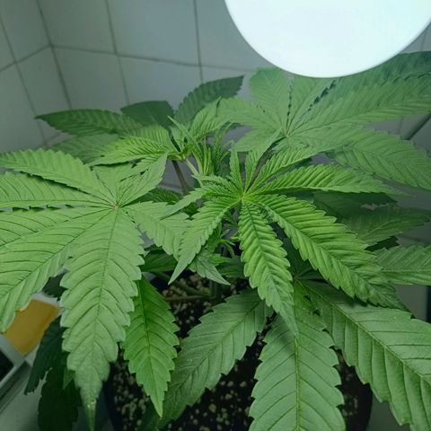 Doida growlog timeline photo