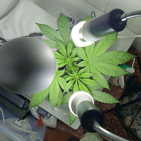 Doida growlog timeline photo