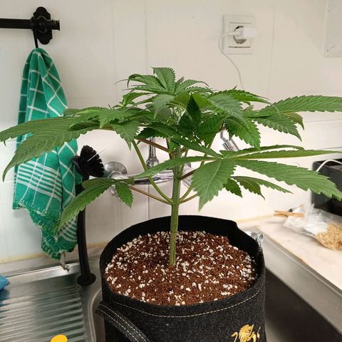 Doida growlog photo: Fotografias pré-poda
