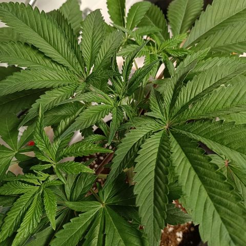 Doida growlog photo: Fotografias pré-poda