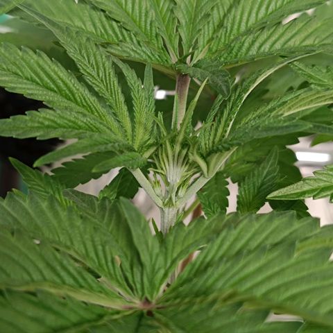 Doida growlog photo: Fotografias pré-poda
