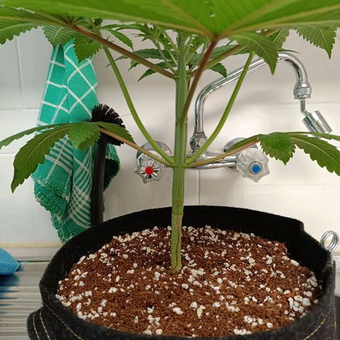 Doida growlog photo: Fotografias pré-poda